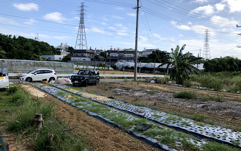 ロケーションもよい畑です